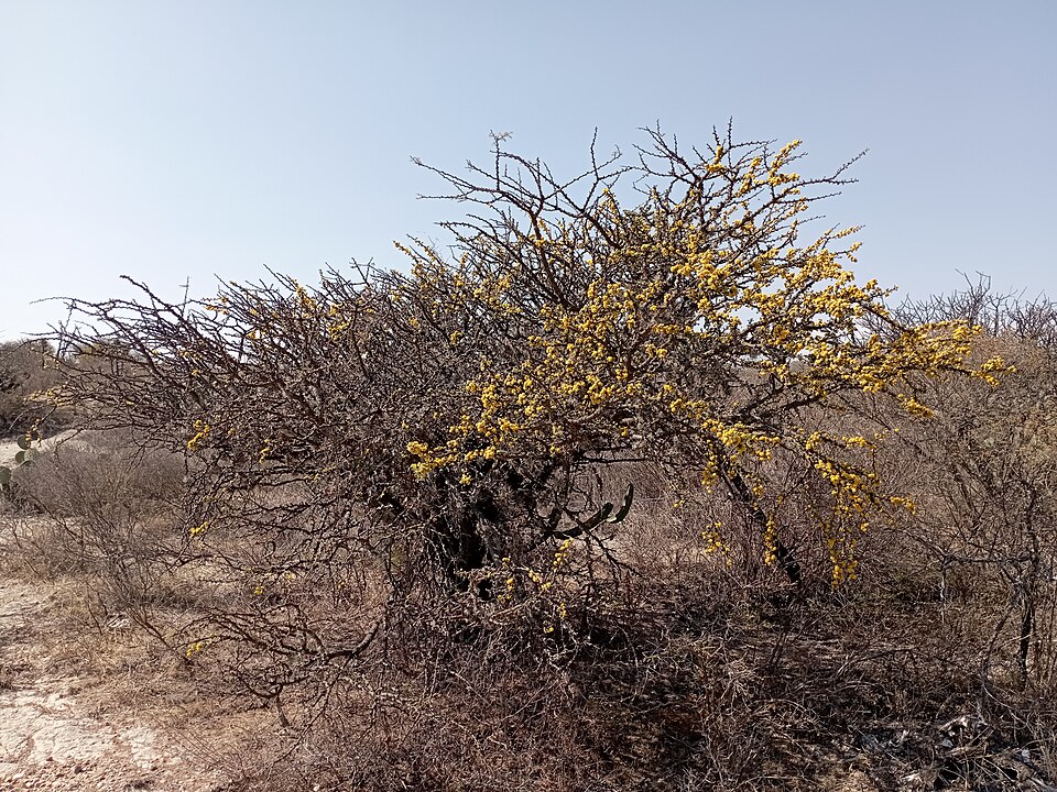Vachellia (thorn trees) (alternate view 2)