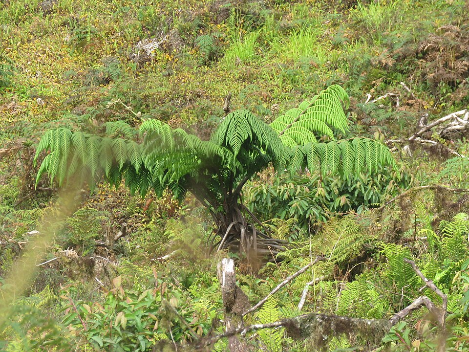 Cyathea (scaly tree ferns) (alternate view 5)