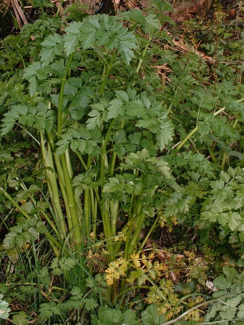 Oenanthe crocata (Hemlock Water-dropwort)