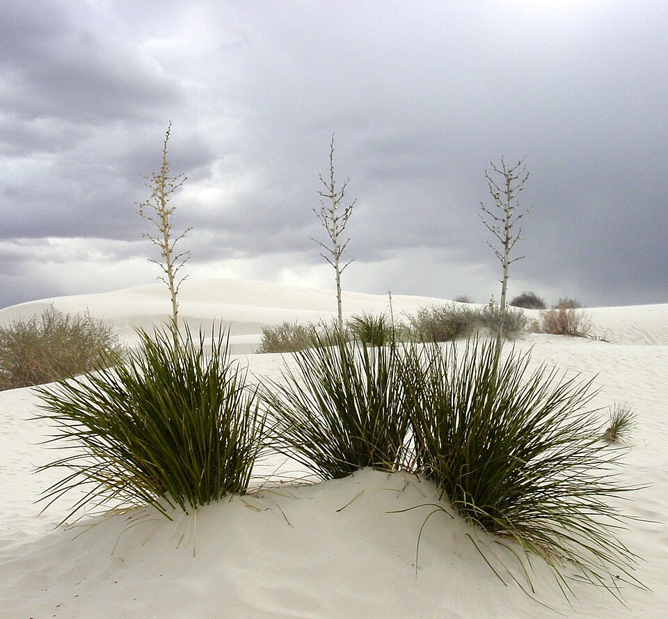 Yucca elata (soaptree yucca) (alternate view 2)