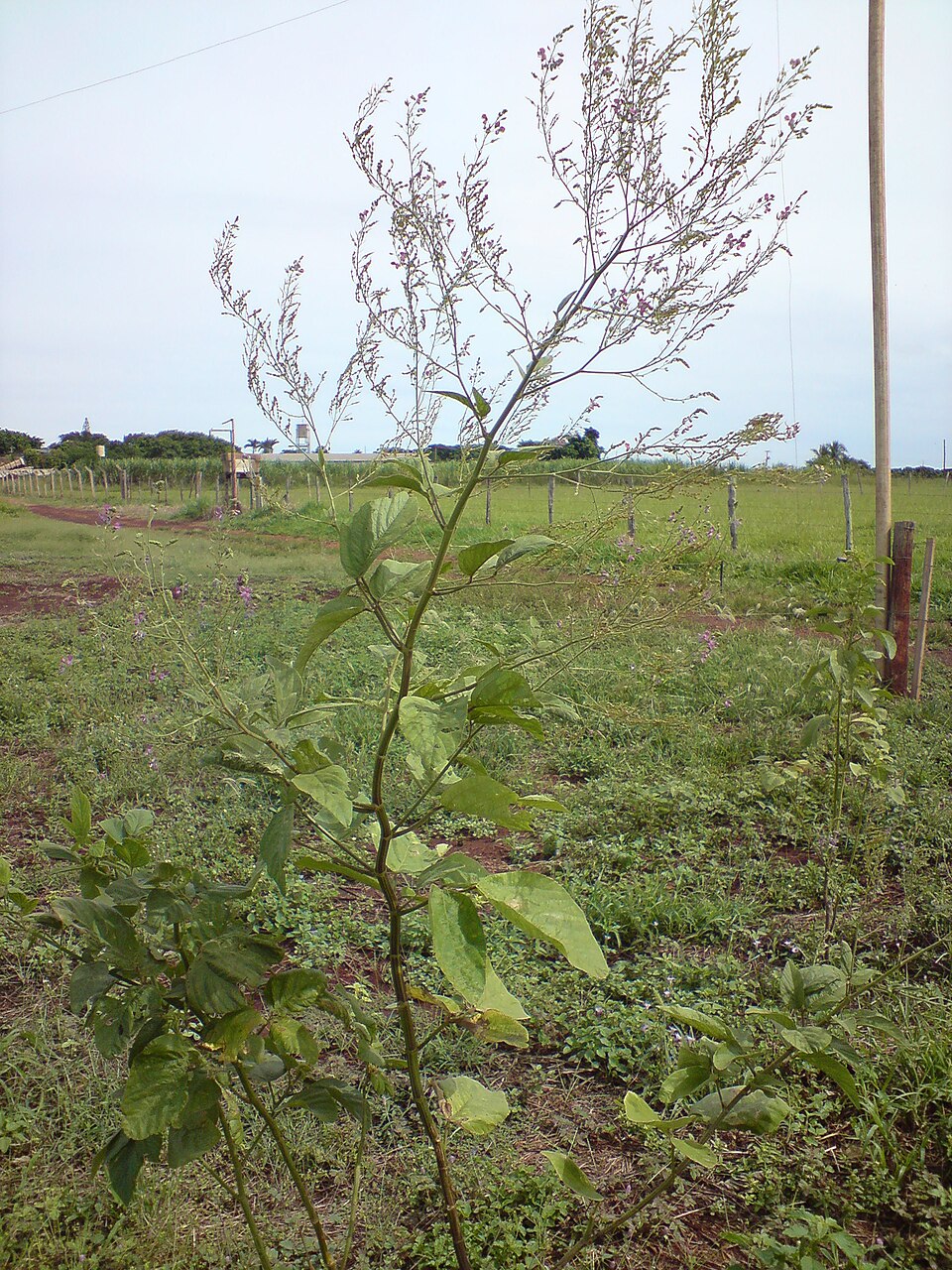 Desmodium (ticktrefoils) (alternate view 6)