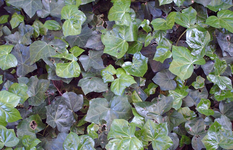 Hedera hibernica (Atlantic or Irish ivy) (alternate view 8)