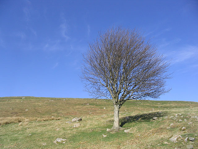 Sorbus aucuparia (European mountain ash) (alternate view 9)