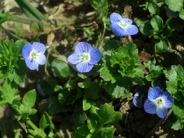 Veronica persica (bird's-eye speedwell)