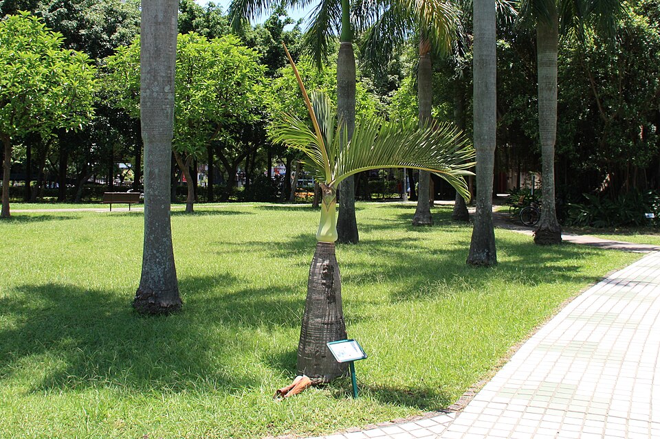 Hyophorbe lagenicaulis (Bottle Palm) (alternate view 7)