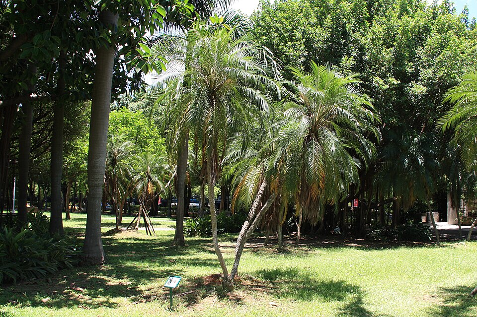 Phoenix roebelenii (Pygmy Date Palm) (alternate view 5)