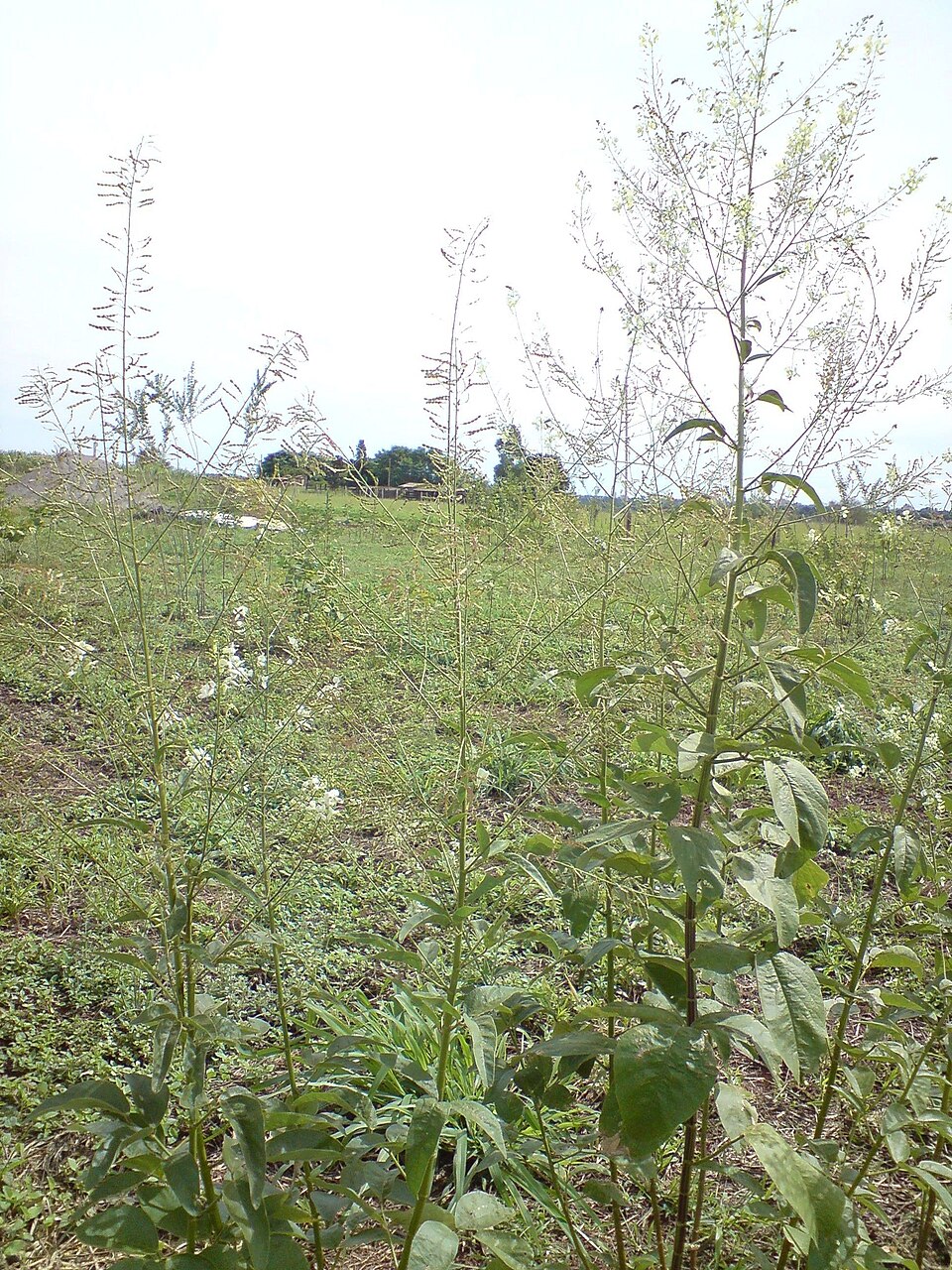 Desmodium (ticktrefoils) (alternate view 7)