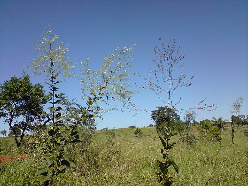 Desmodium (ticktrefoils) (alternate view 8)