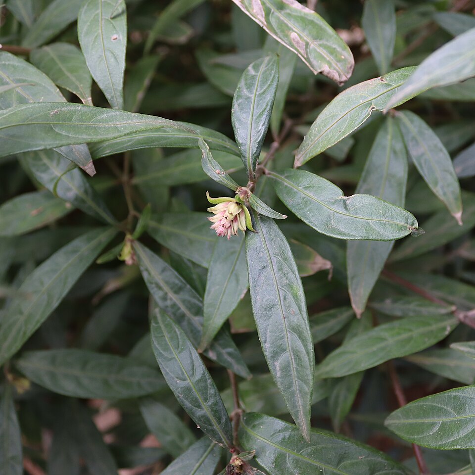 Strobilanthes (Coneflowers) (alternate view 4)