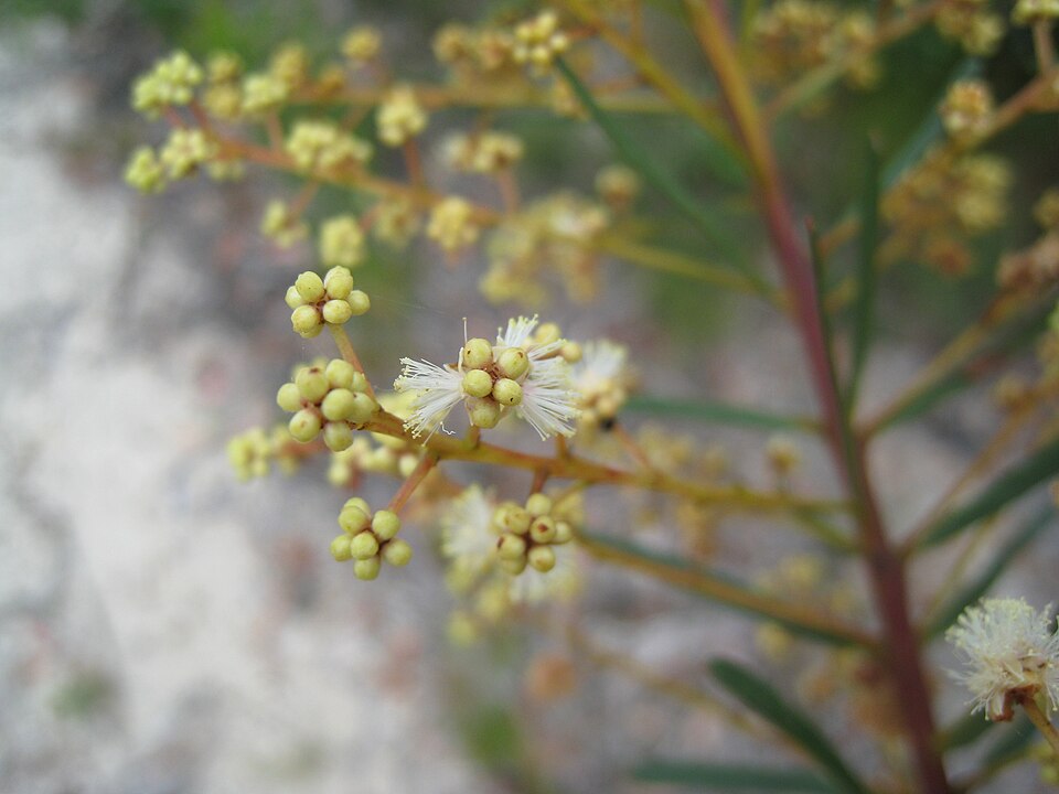 Acacia linifolia (Flax-leaved Wattle) (alternate view 7)
