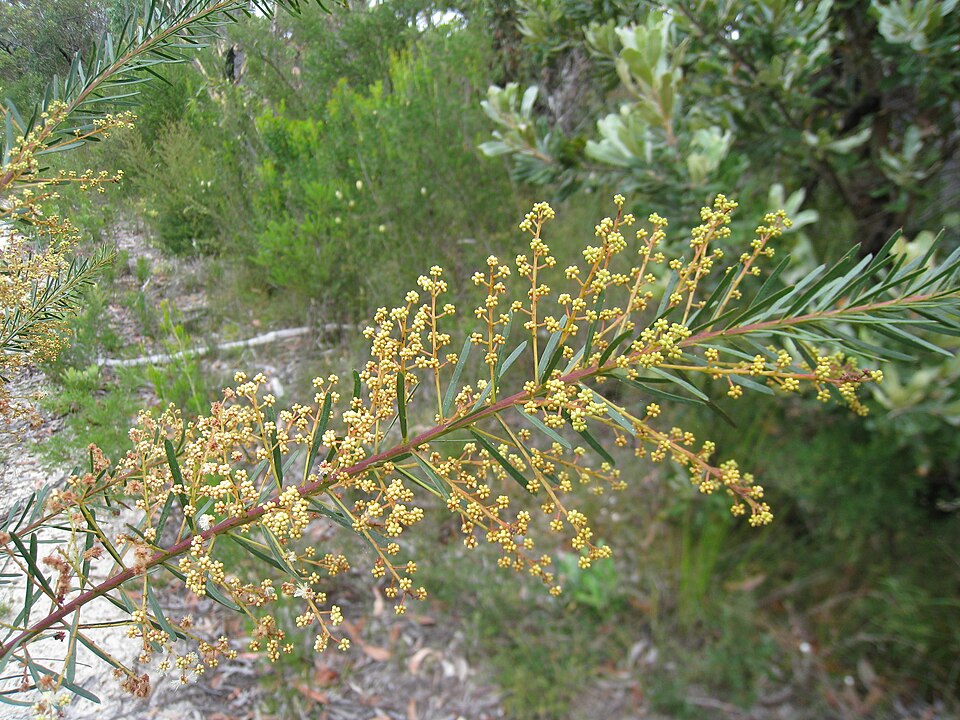 Acacia linifolia (Flax-leaved Wattle) (alternate view 8)