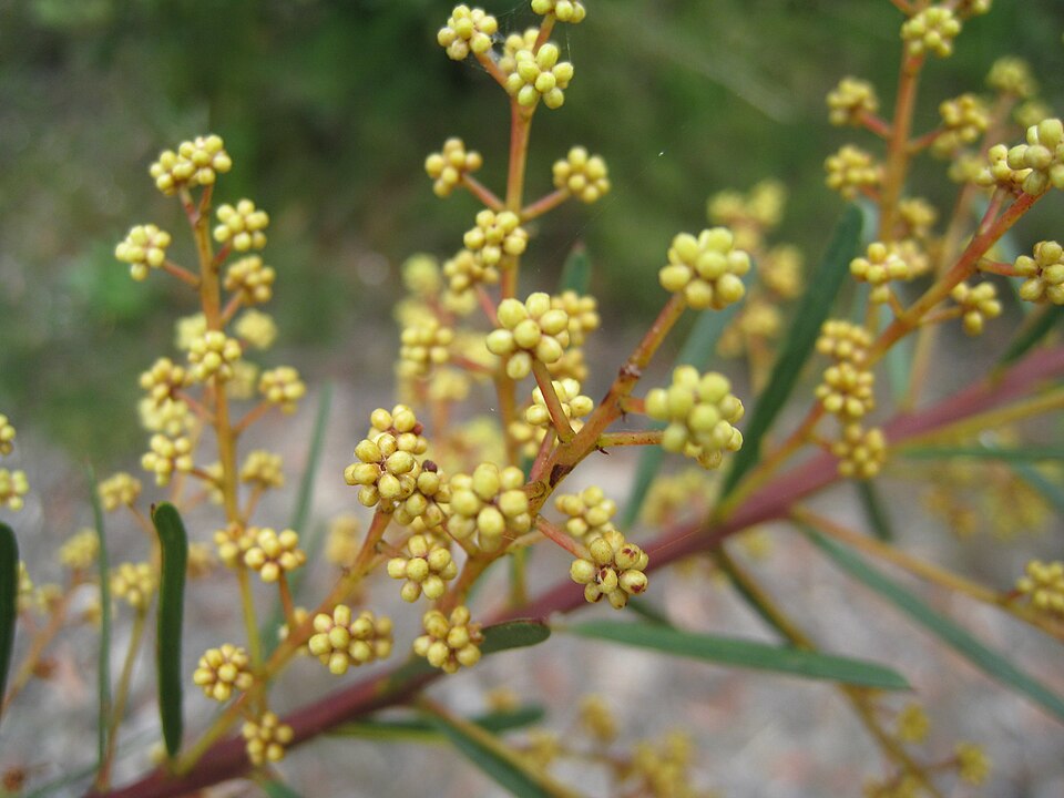 Acacia linifolia (Flax-leaved Wattle) (alternate view 9)