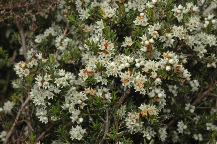 Cryptandra tomentosa (prickly cryptandra) (alternate view 6)