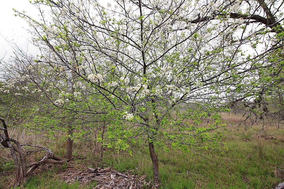 Prunus mexicana (Mexican Plum) (alternate view 7)