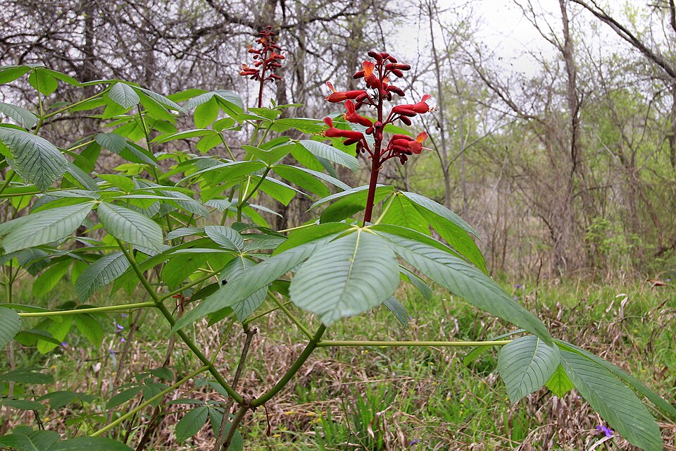 Aesculus pavia (Red Buckeye)
