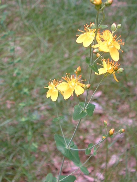 Hypericum pulchrum (Slender St John's-wort)