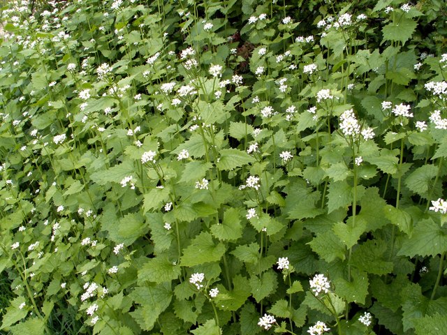 Alliaria petiolata (garlic mustard) (alternate view 8)