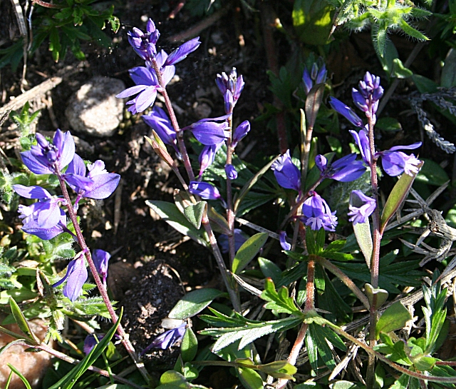 Polygala vulgaris (Common Milkwort)