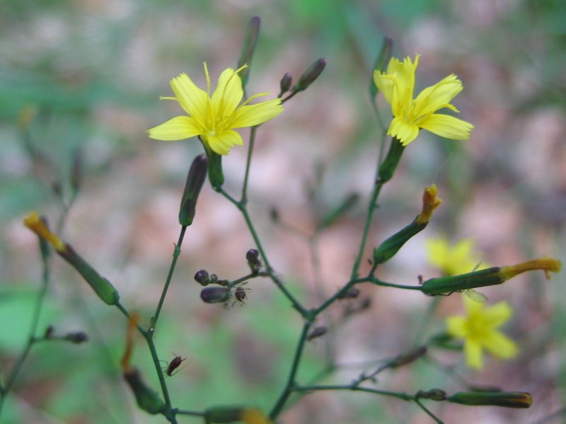 Mycelis muralis (wall lettuce) (alternate view 9)