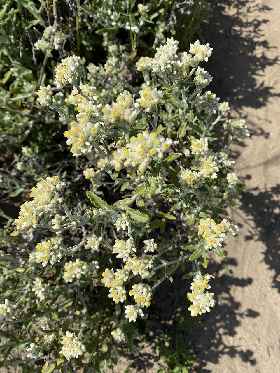 Pseudognaphalium biolettii (two-color rabbit tobacco) (alternate view 3)