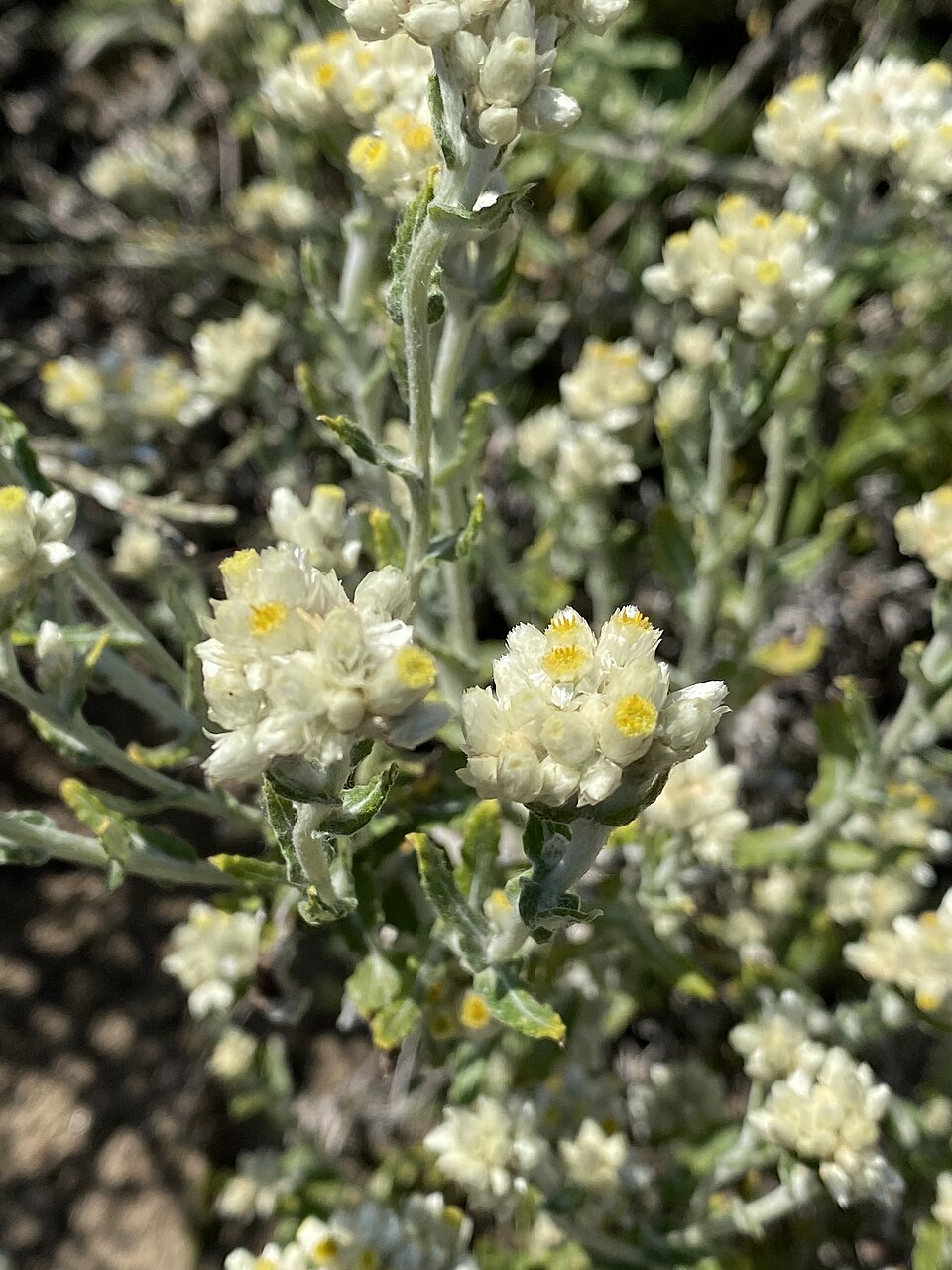 Pseudognaphalium biolettii (two-color rabbit tobacco) (alternate view 4)