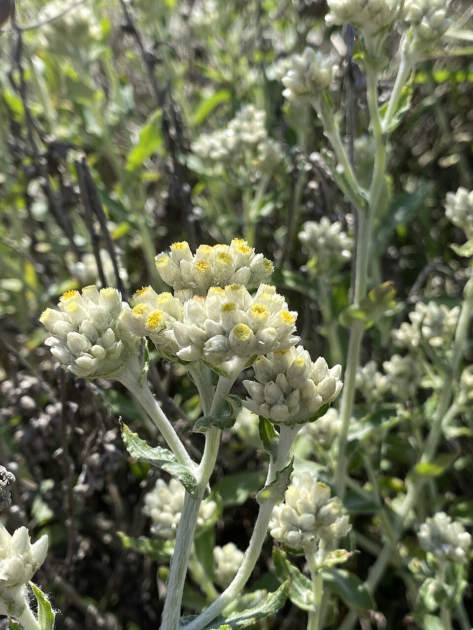 Pseudognaphalium biolettii (two-color rabbit tobacco) (alternate view 5)