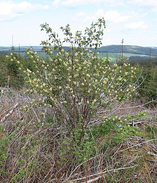 Sambucus racemosa (red elderberry)