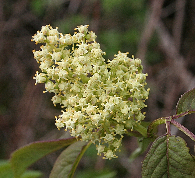 Sambucus (elders) (alternate view 3)