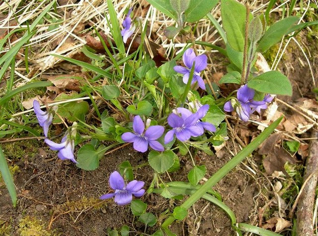 Viola riviniana (common dog-violet)