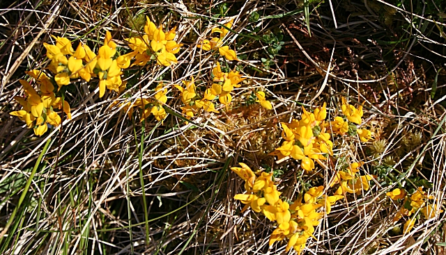 Genista (Brooms)