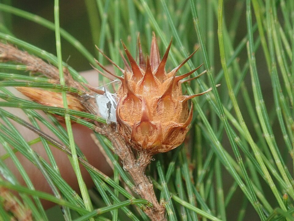 Allocasuarina (sheoaks) (alternate view 2)
