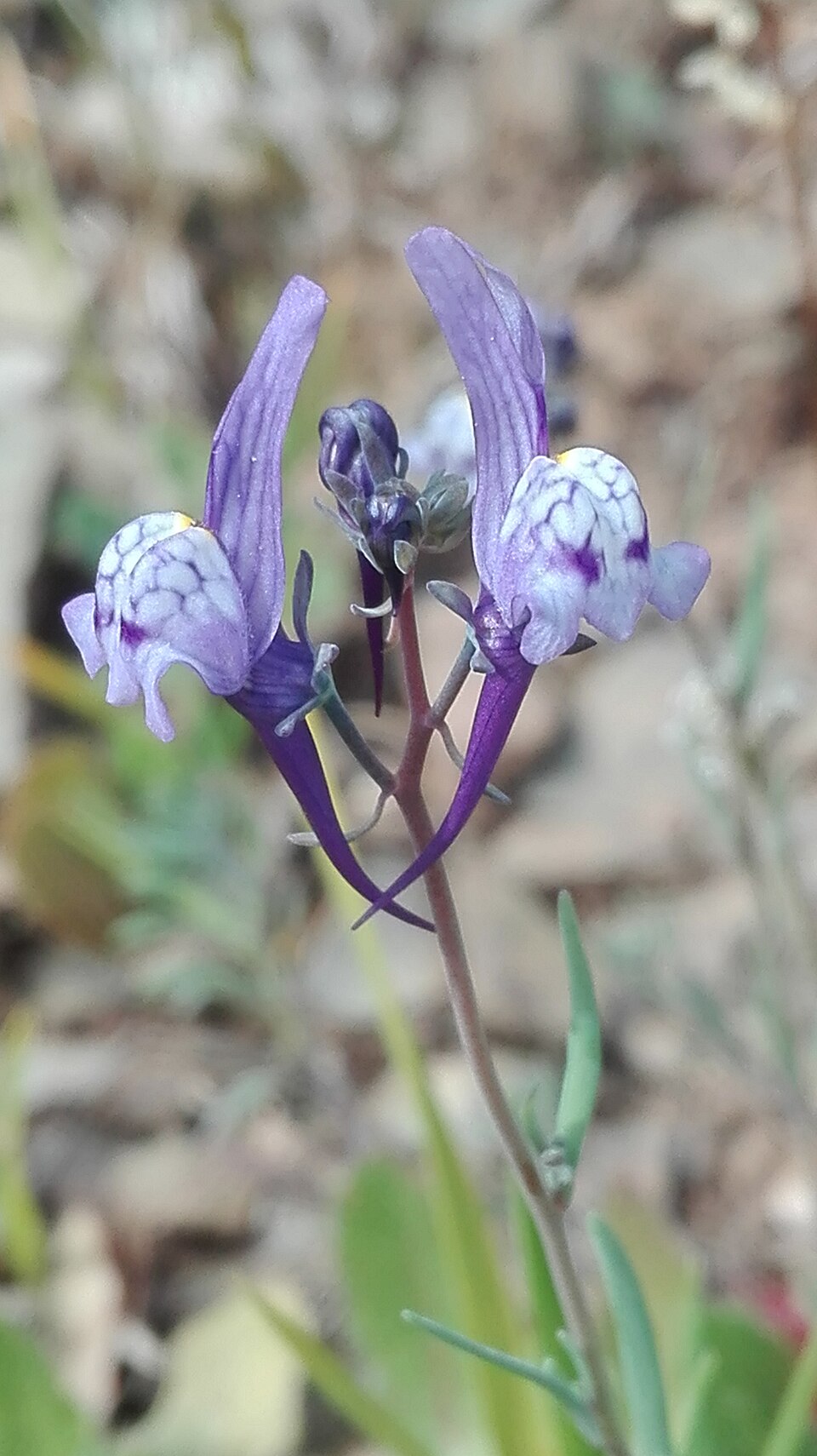 Linaria (Toadflaxes)