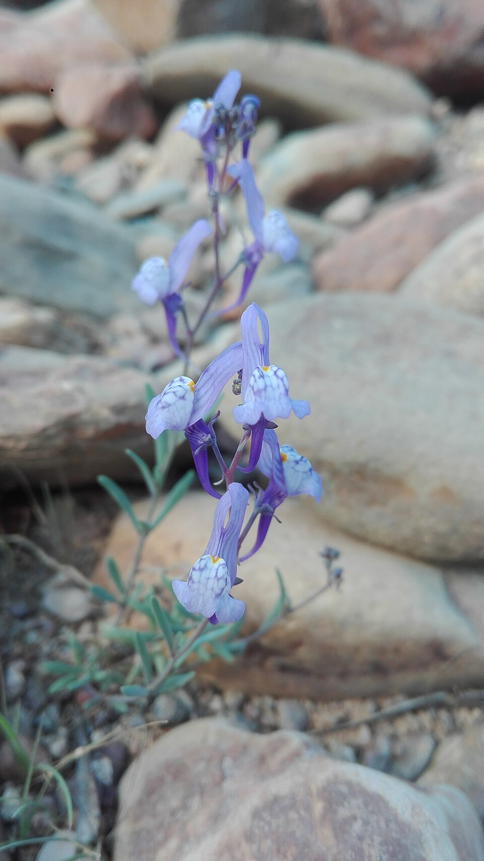 Linaria (Toadflaxes) (alternate view 2)