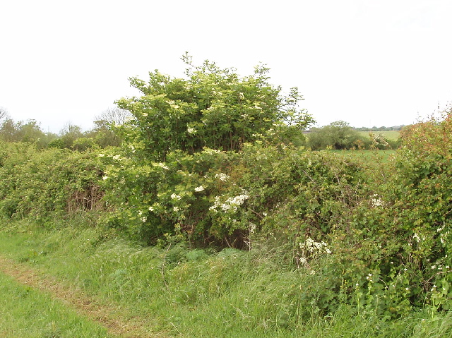 Sambucus nigra (alternate view 11)