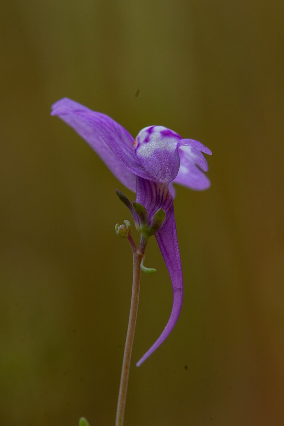 Linaria (Toadflaxes) (alternate view 3)