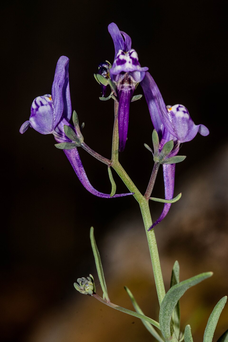 Linaria (Toadflaxes) (alternate view 4)