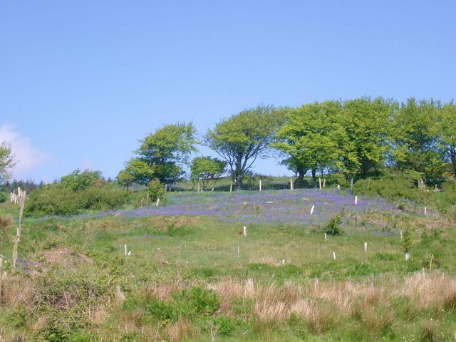 Campanula rotundifolia (Harebell) (alternate view 7)