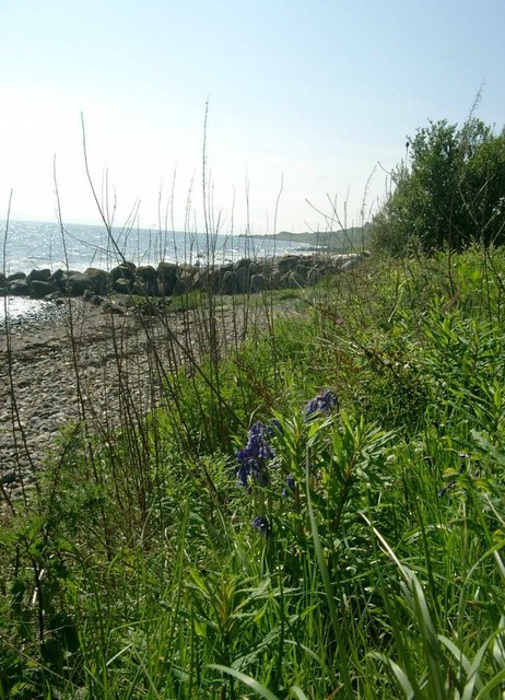 Campanula rotundifolia (Harebell) (alternate view 8)