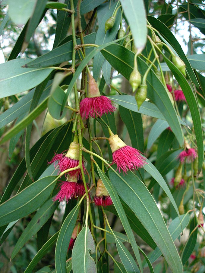 Eucalyptus leucoxylon (Yellow gum)