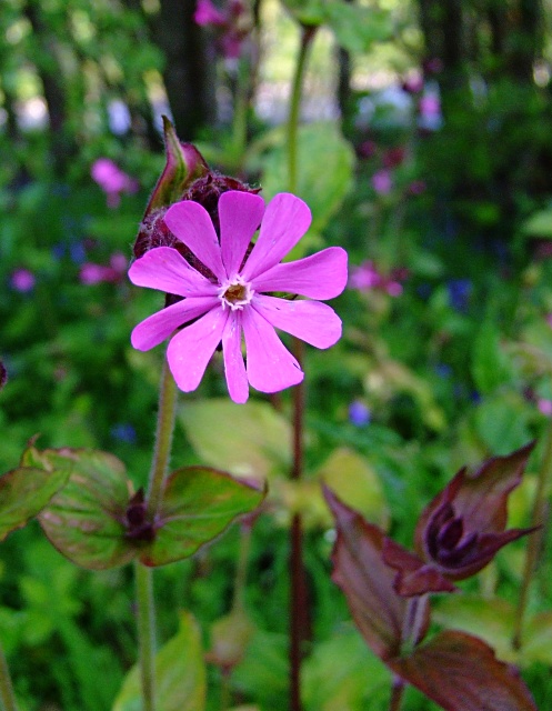 Silene (Catchflies)
