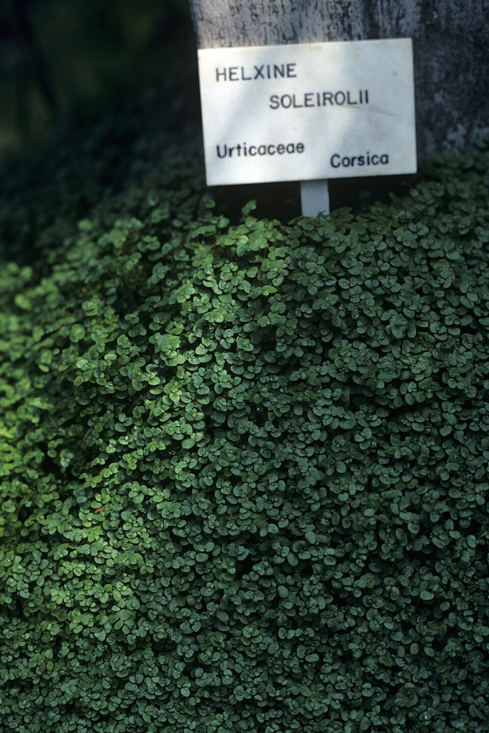 Soleirolia soleirolii (Baby's tears)