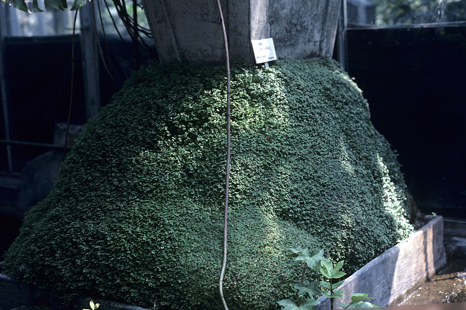 Soleirolia soleirolii (Baby's tears)
