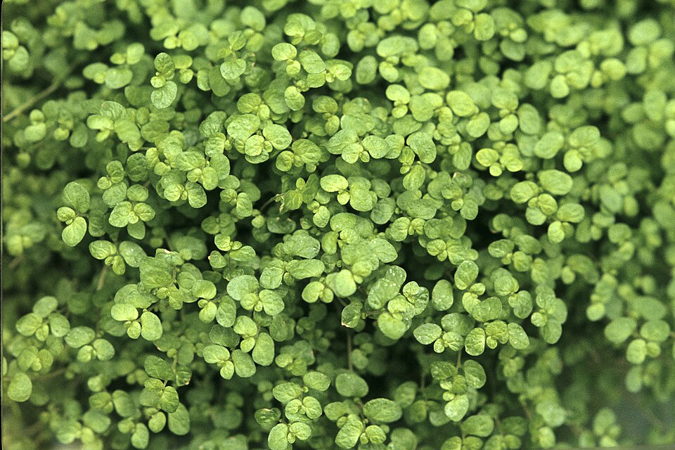 Soleirolia soleirolii (Baby's tears)