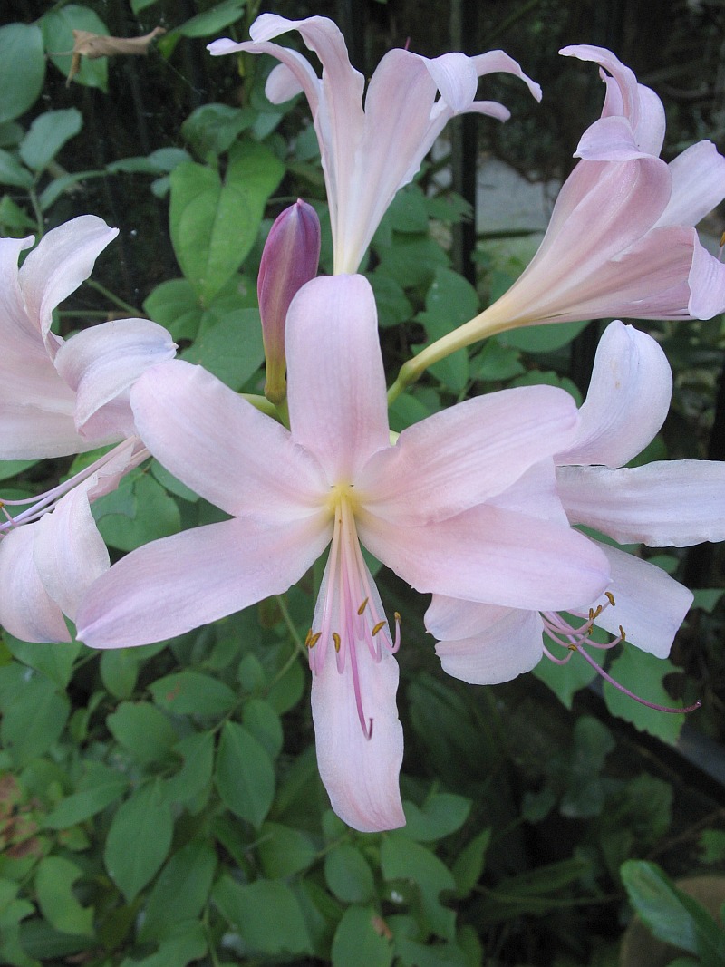 Lycoris squamigera (Surprise Lily) (alternate view 6)