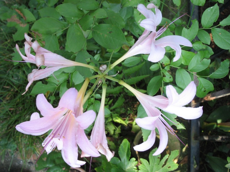 Lycoris squamigera (Surprise Lily) (alternate view 7)