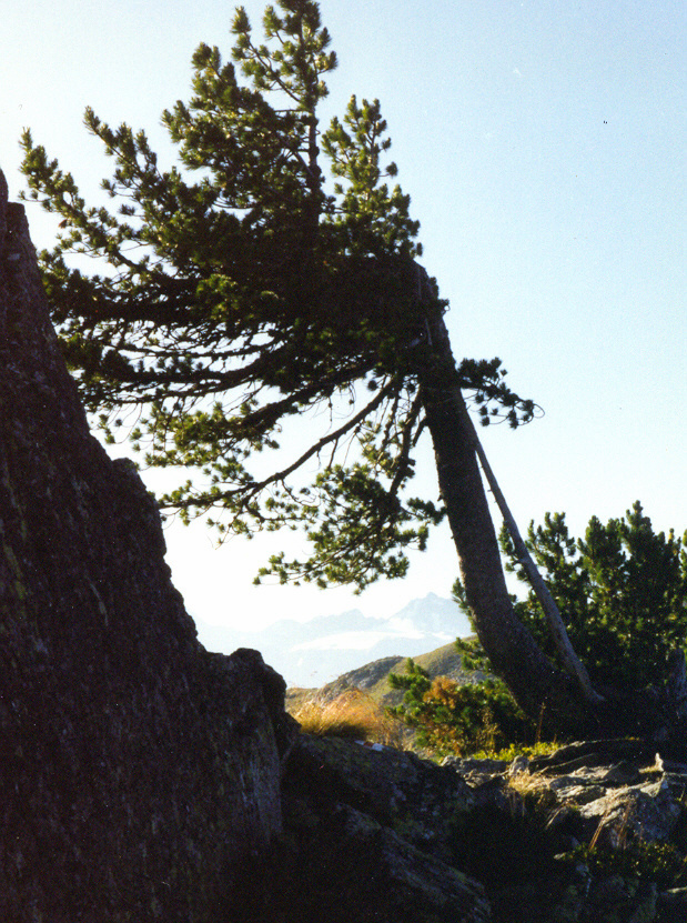 Pinus cembra (Swiss stone pine) (alternate view 8)
