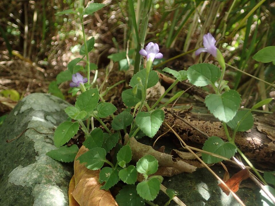 Torenia (wishbone flowers) (alternate view 2)