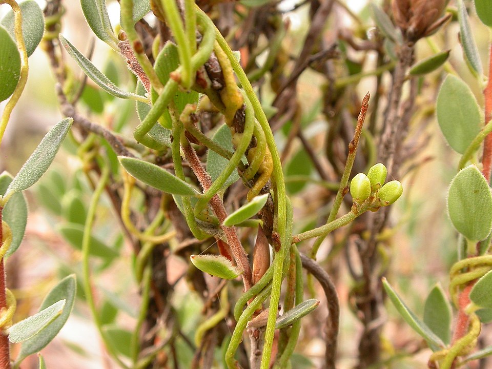 Cassytha pubescens (Downy Dodder-laurel) (alternate view 7)