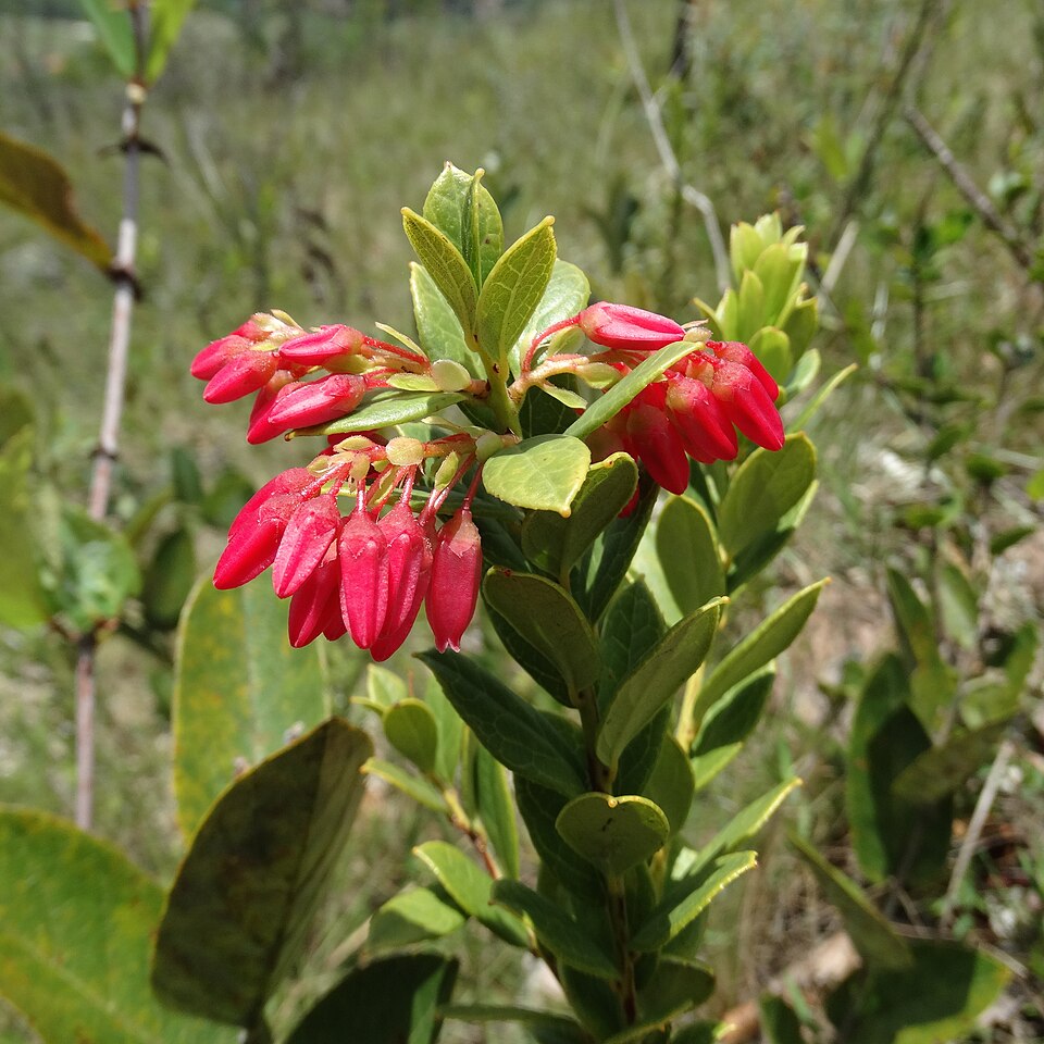 Gaylussacia (huckleberries) (alternate view 3)