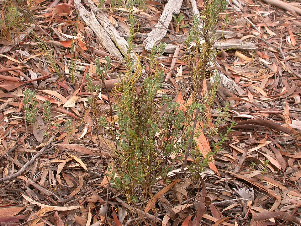 Brachyloma daphnoides (Daphne heath) (alternate view 6)